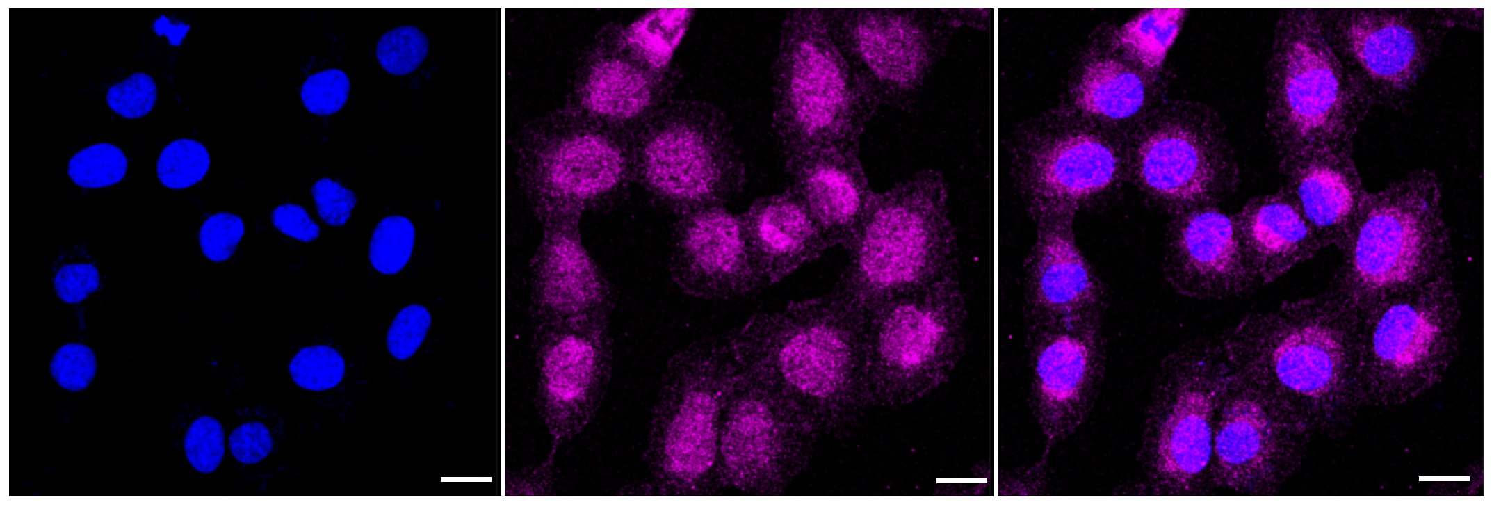 FACL4 Antibody (23GB2960)