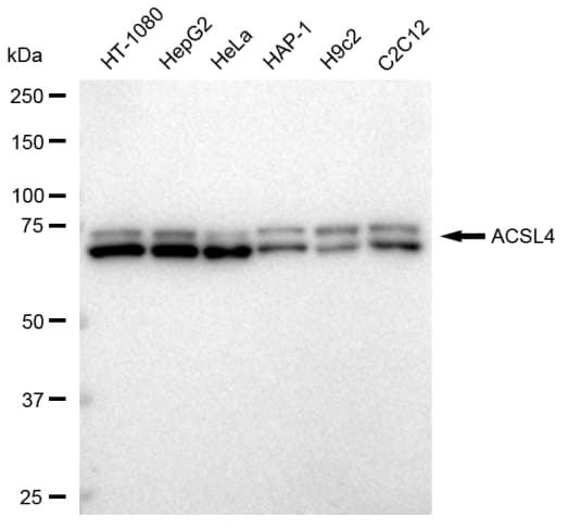 FACL4 Antibody (23GB2960)