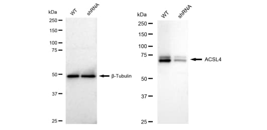 FACL4 Antibody (23GB2960)