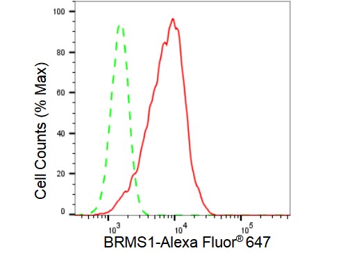 BRMS1 Antibody (23GB3015)
