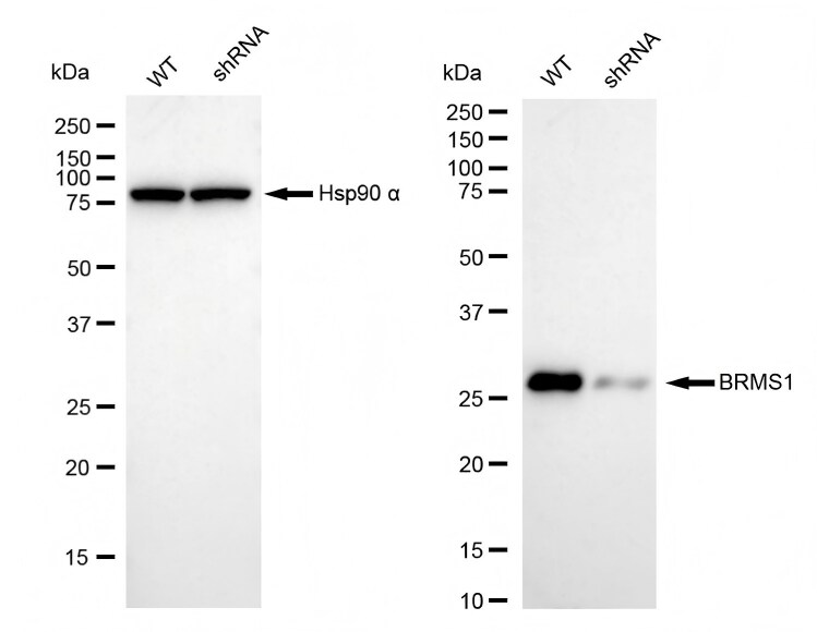 BRMS1 Antibody (23GB3015)