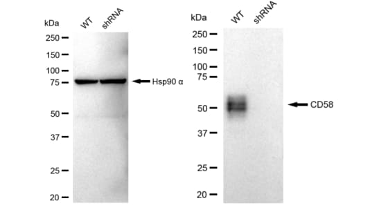 CD58/LFA-3 Antibody (23GB3050)