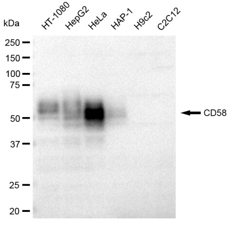 CD58/LFA-3 Antibody (23GB3050)