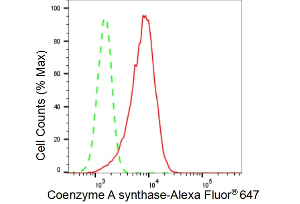 COASY Antibody (23GB3095)