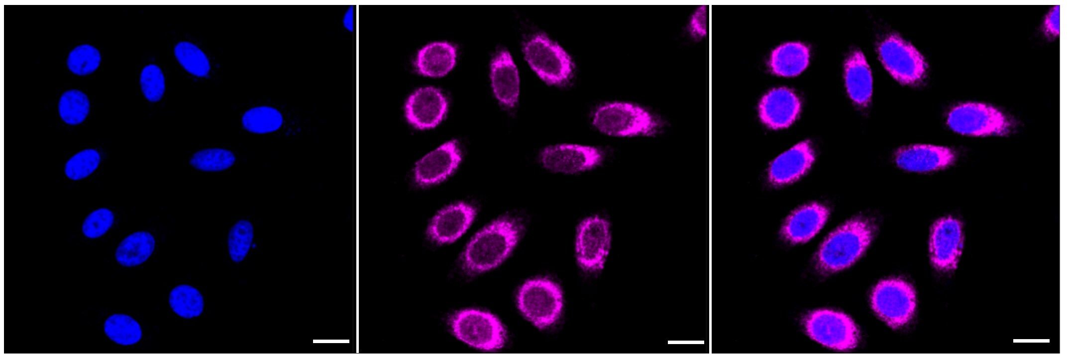 COASY Antibody (23GB3095)