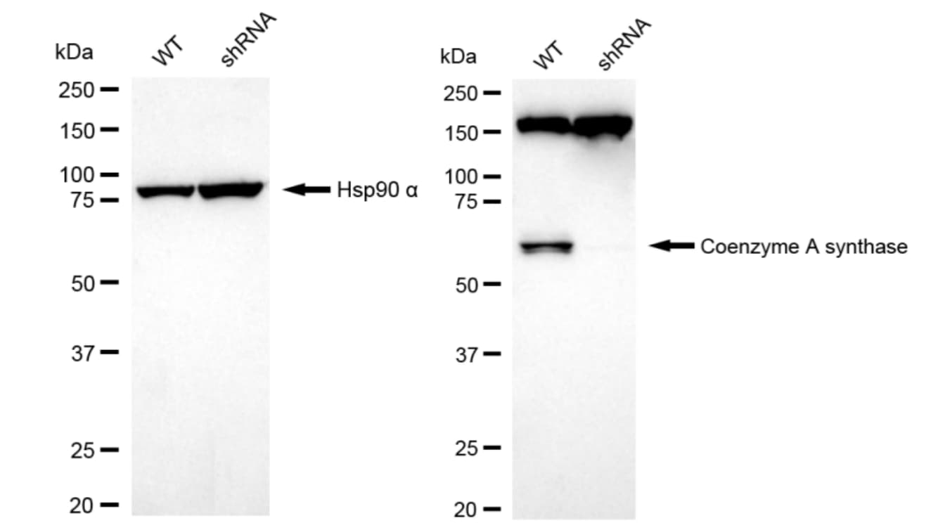 COASY Antibody (23GB3095)