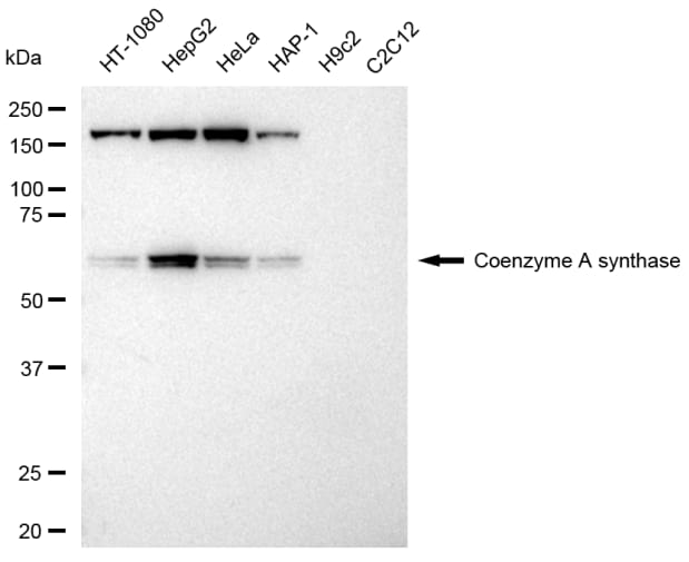 COASY Antibody (23GB3095)