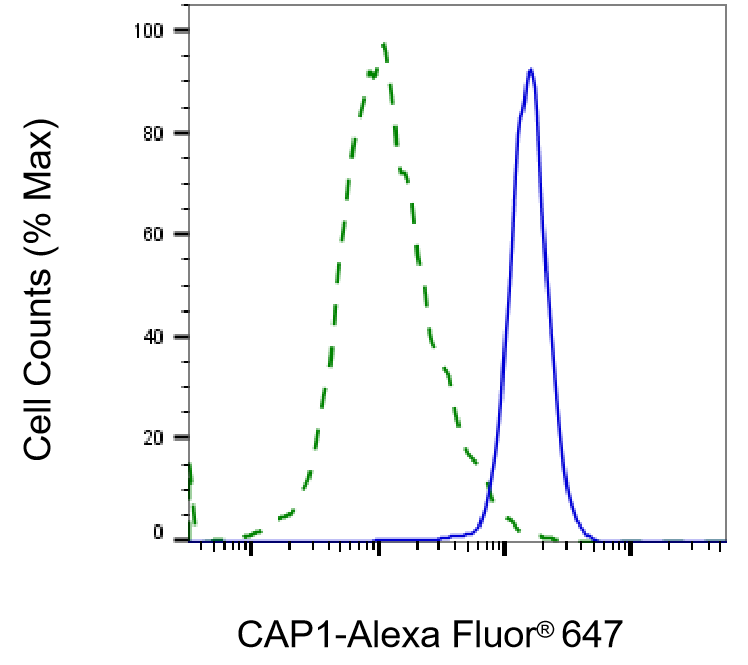 CAP1 Antibody (23GB3020)