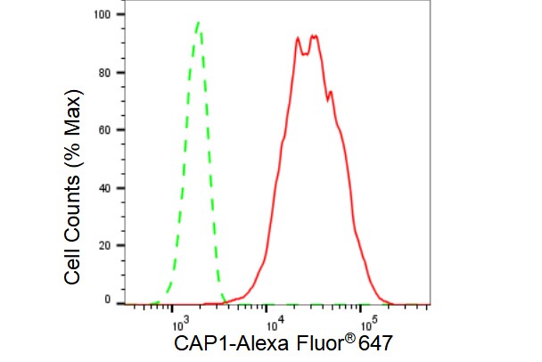 CAP1 Antibody (23GB3020)