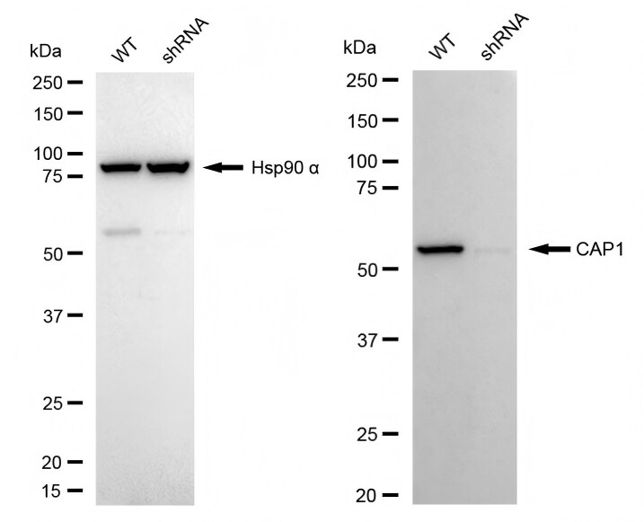 CAP1 Antibody (23GB3020)