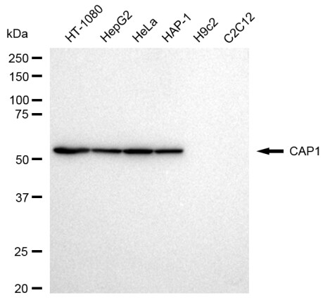 CAP1 Antibody (23GB3020)