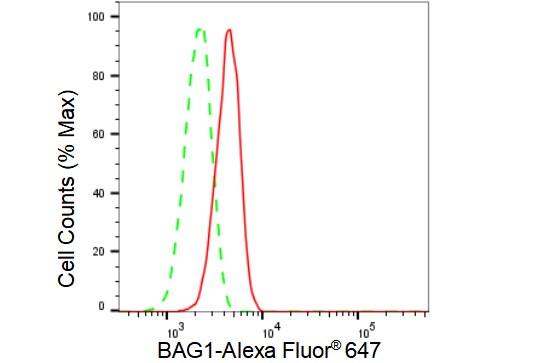 Bag-1 Antibody (23GB2995)