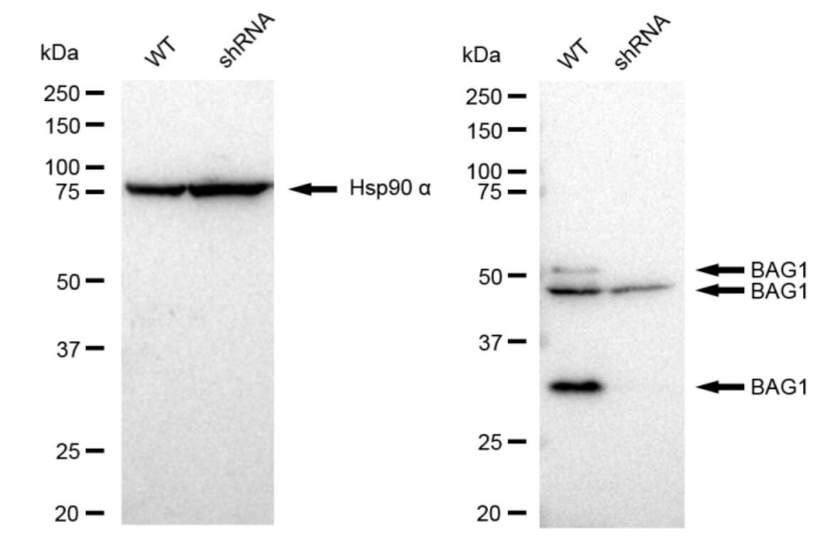 Bag-1 Antibody (23GB2995)