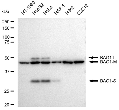 Bag-1 Antibody (23GB2995)