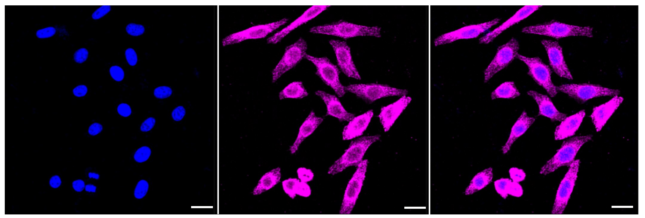 CLIP170 Antibody (23GB3080)