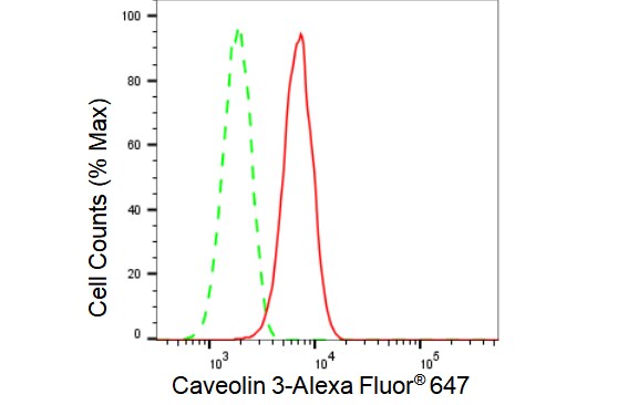 Caveolin-3 Antibody (23GB3035)