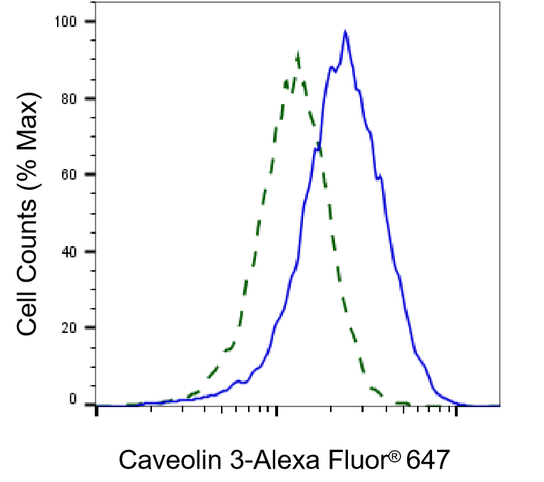 Caveolin-3 Antibody (23GB3040)