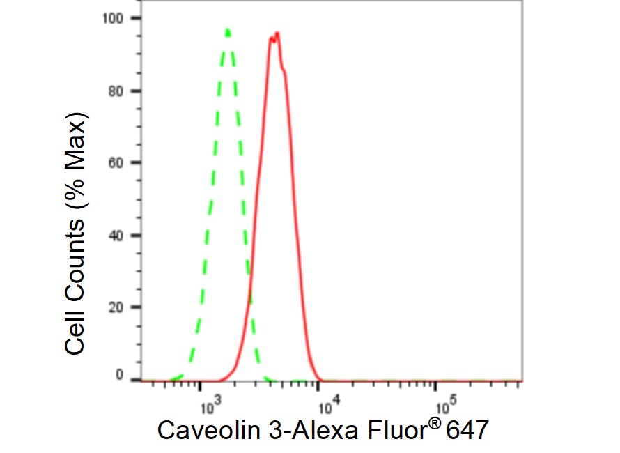 Caveolin-3 Antibody (23GB3040)