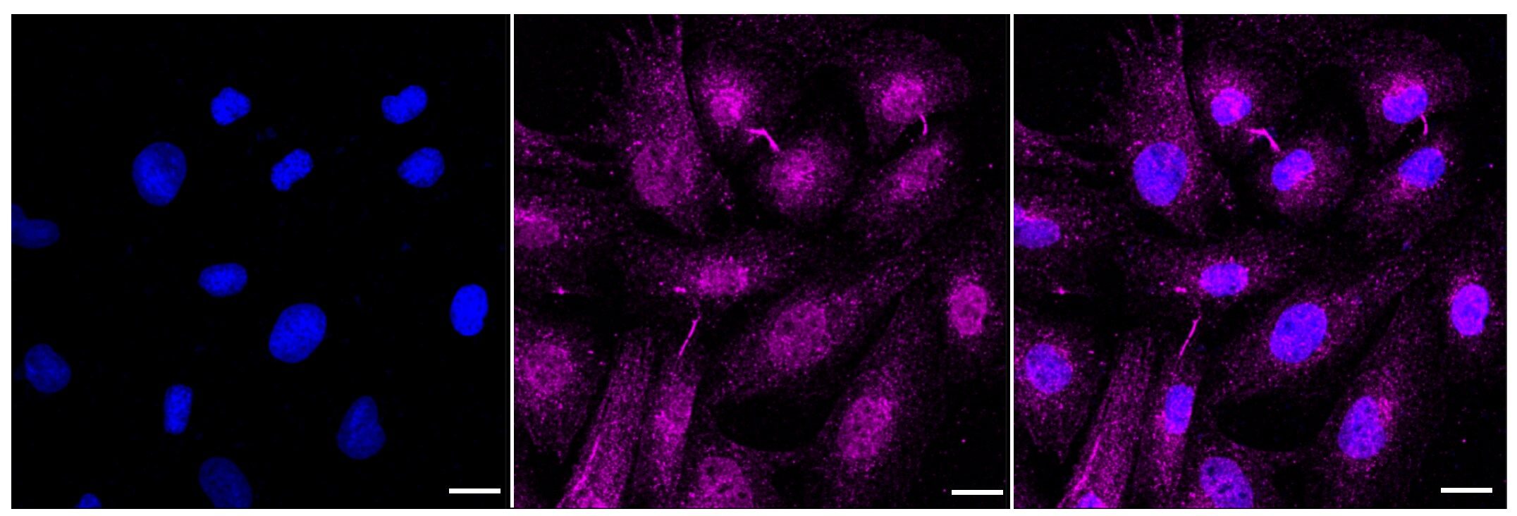 Caveolin-3 Antibody (23GB3040)