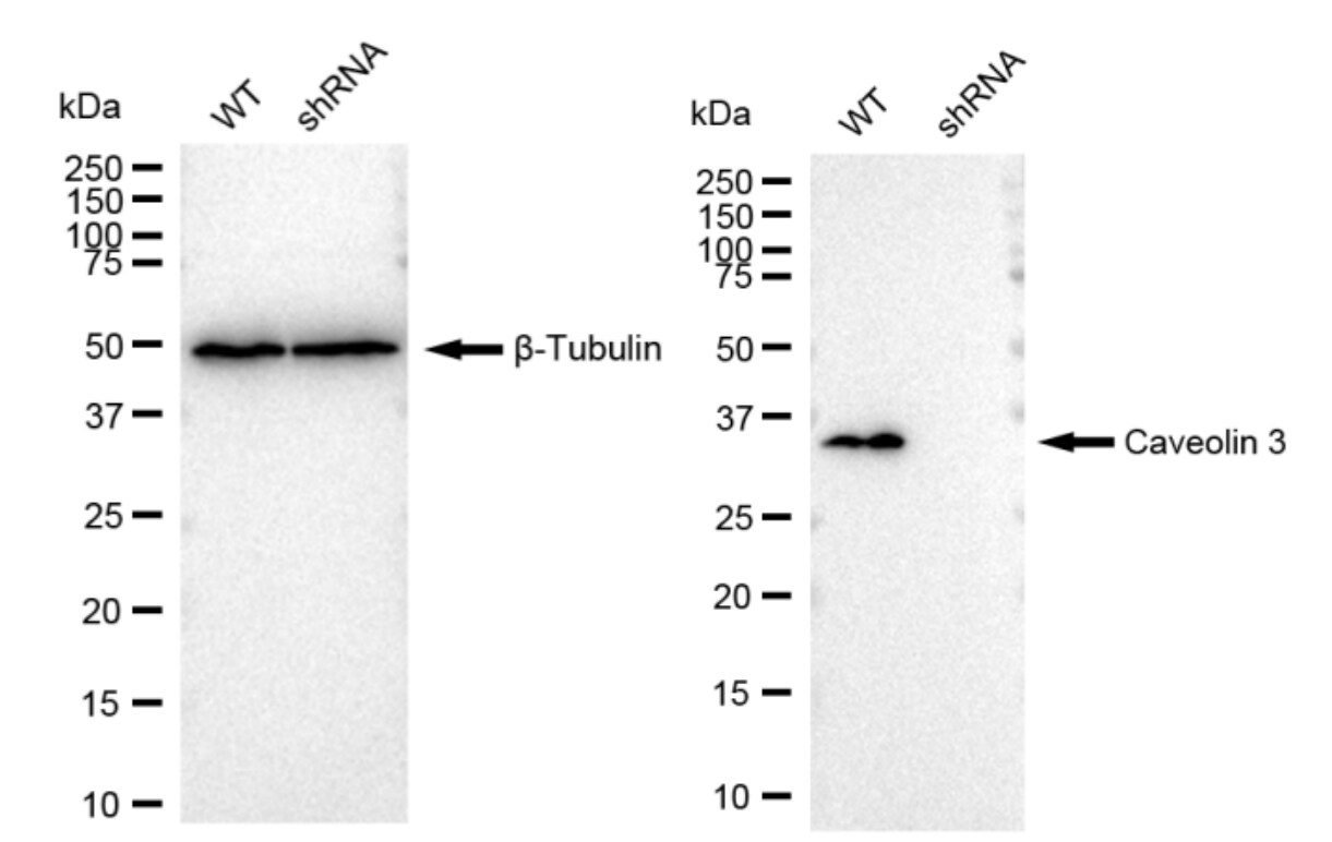 Caveolin-3 Antibody (23GB3040)