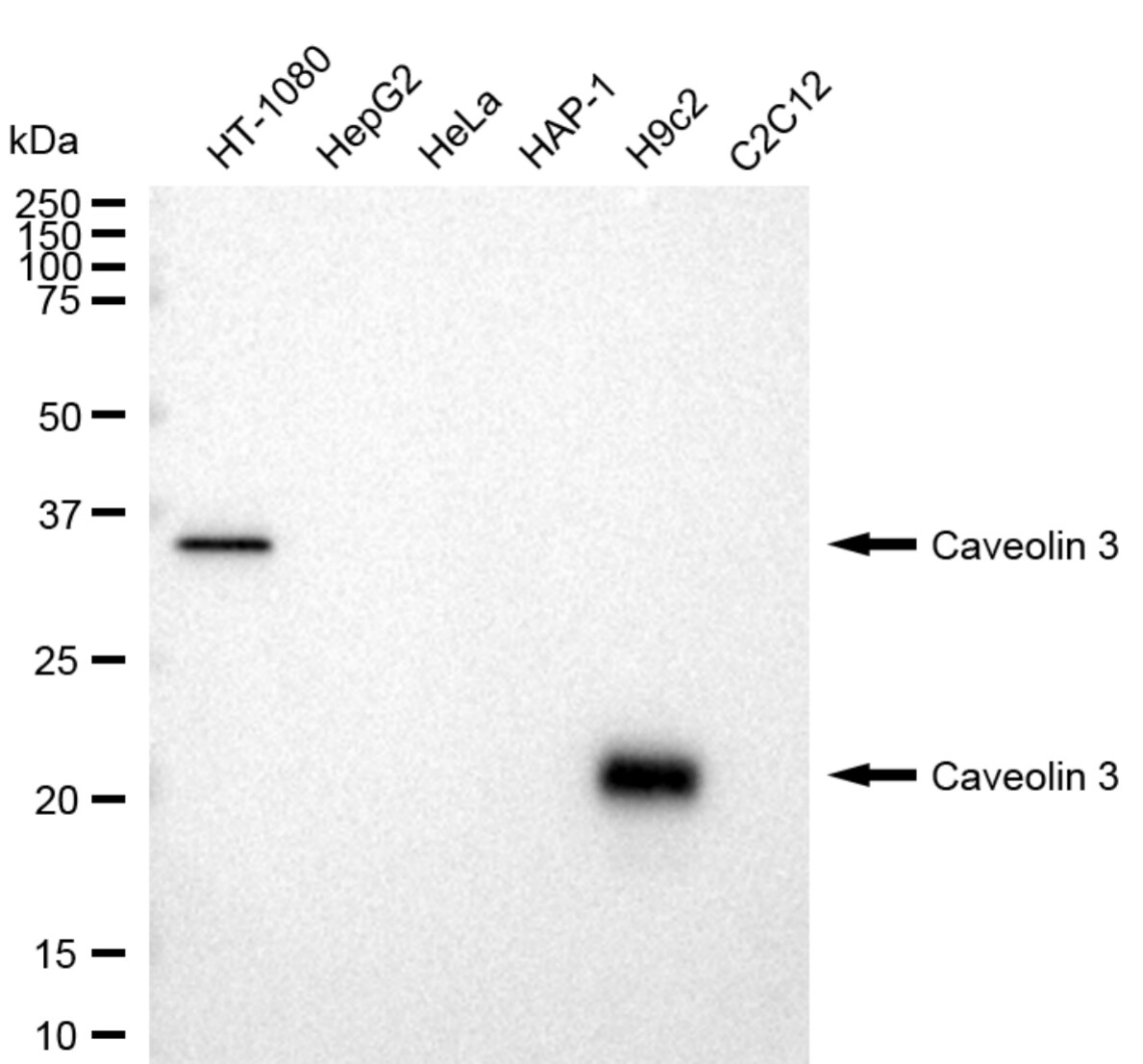 Caveolin-3 Antibody (23GB3040)