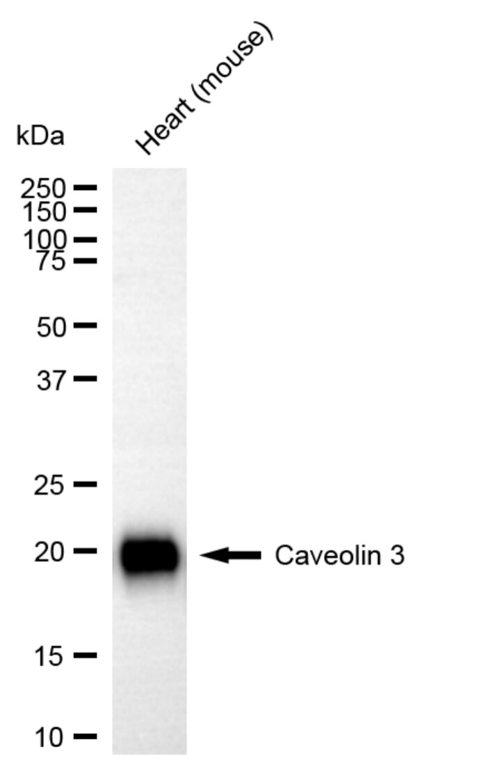 Caveolin-3 Antibody (23GB3040)