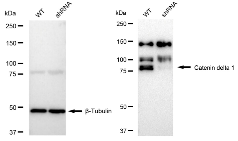 p120-catenin Antibody (23GB3025)
