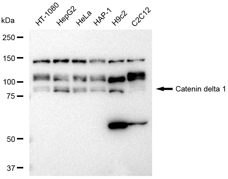 p120-catenin Antibody (23GB3025)