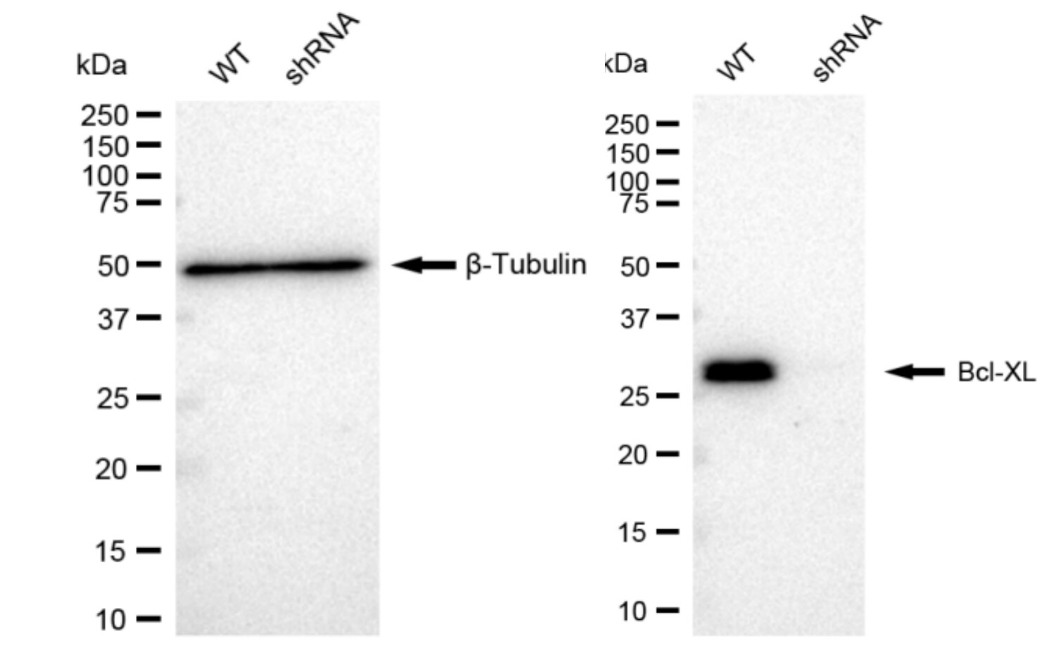 Bcl-xL Antibody (23GB3000)