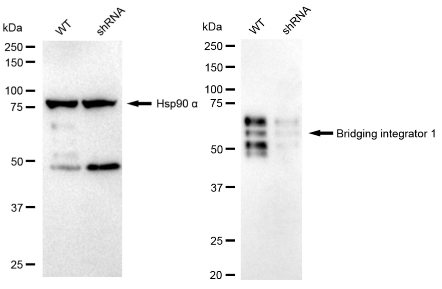 BIN1 Antibody (23GB3010)