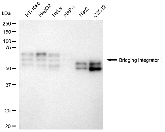 BIN1 Antibody (23GB3010)