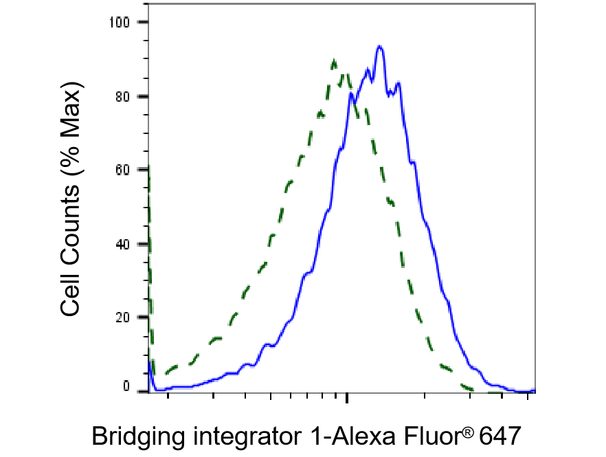 BIN1 Antibody (23GB3265)