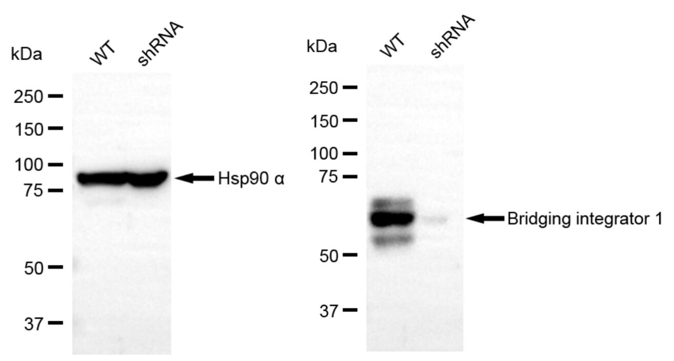 BIN1 Antibody (23GB3265)