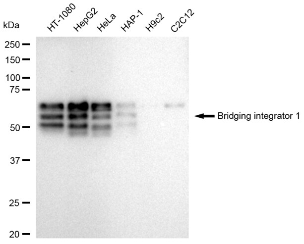 BIN1 Antibody (23GB3265)