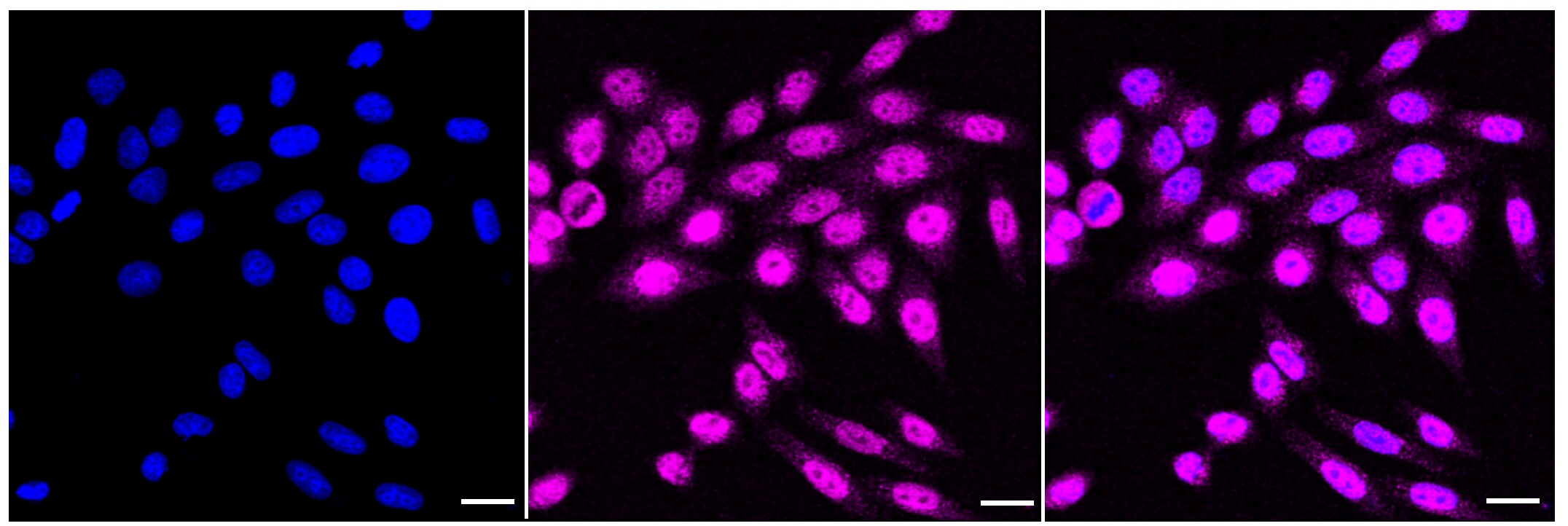 AHR Antibody (23GB1635)
