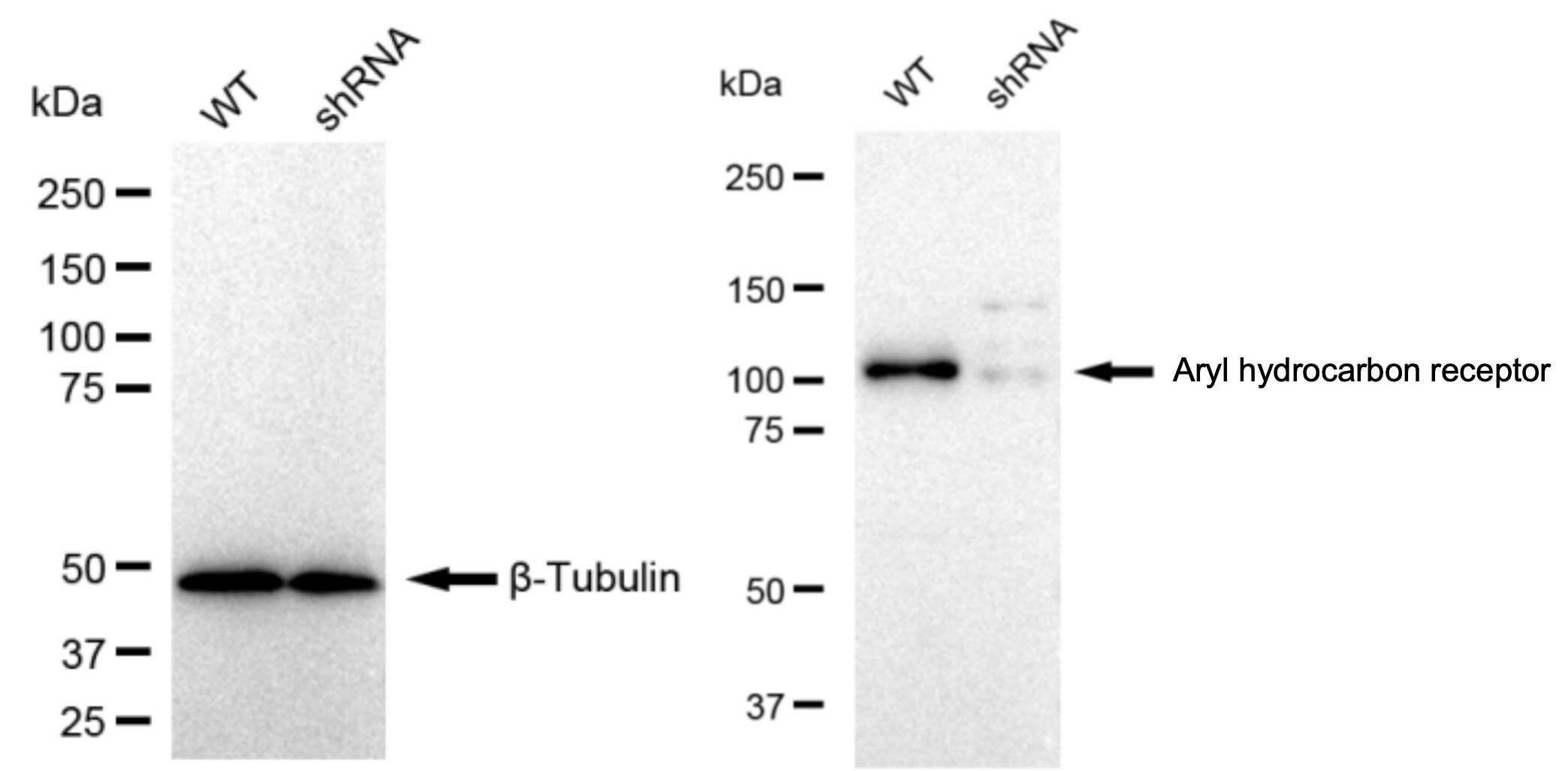 AHR Antibody (23GB1635)