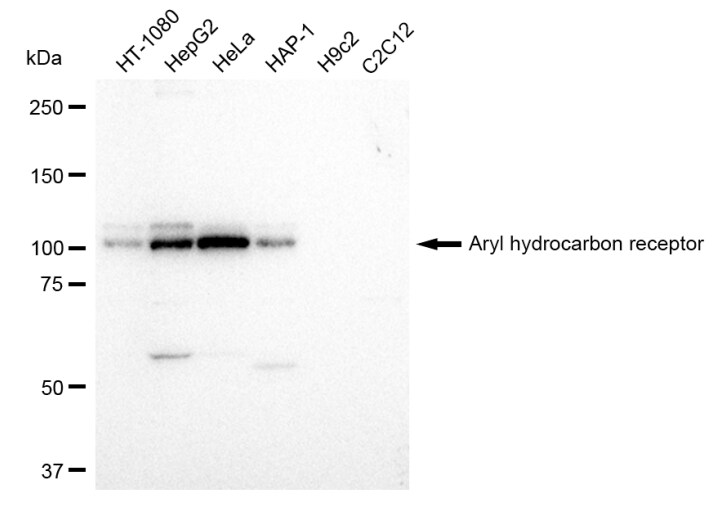 AHR Antibody (23GB1635)