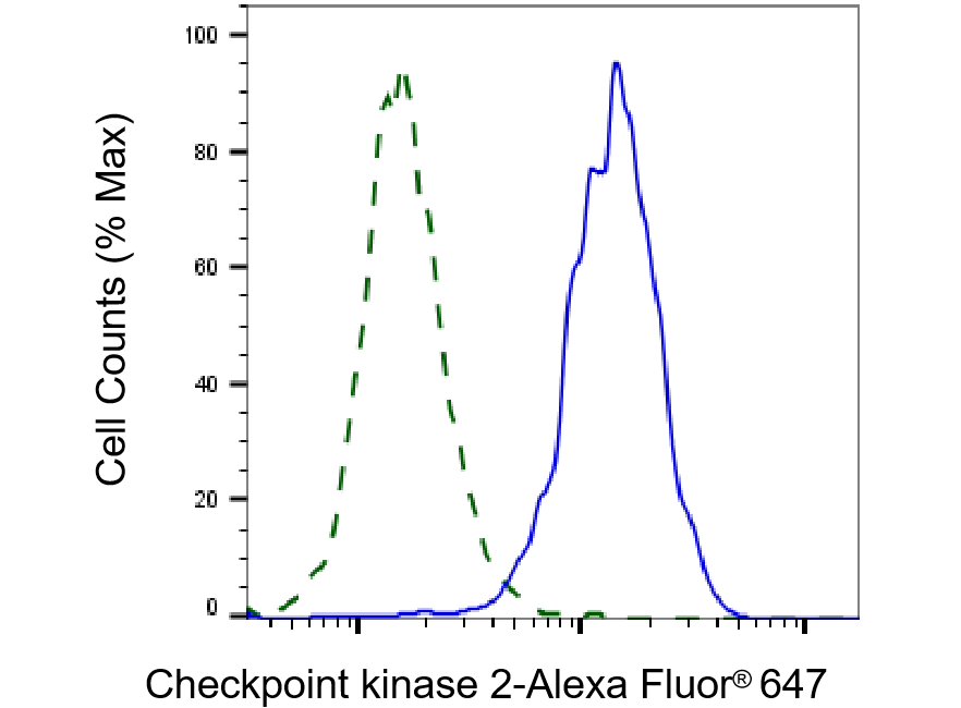 Chk2 Antibody (23GB3460)