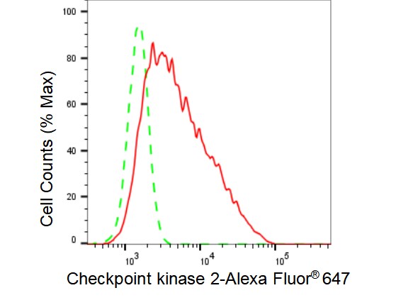 Chk2 Antibody (23GB3460)