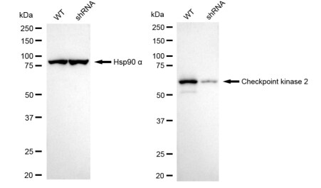 Chk2 Antibody (23GB3460)