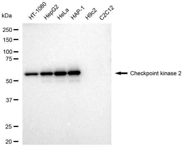 Chk2 Antibody (23GB3460)
