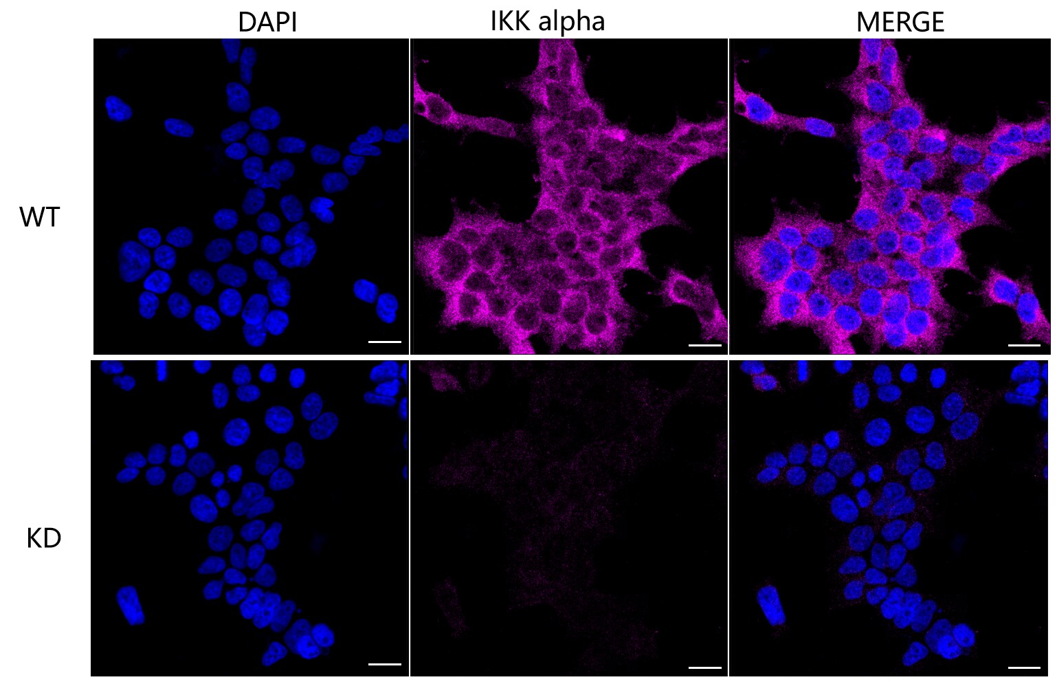IKK alpha Antibody (23GB765)