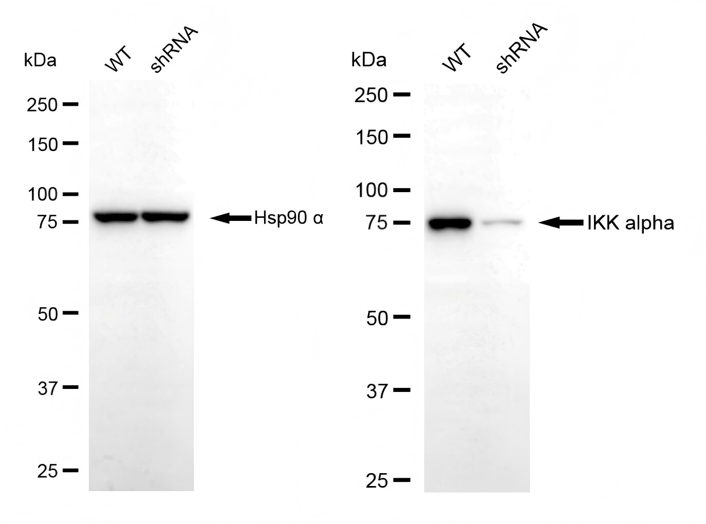 IKK alpha Antibody (23GB765)