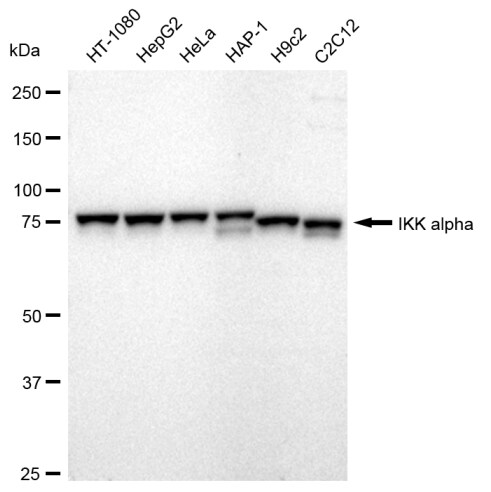 IKK alpha Antibody (23GB765)