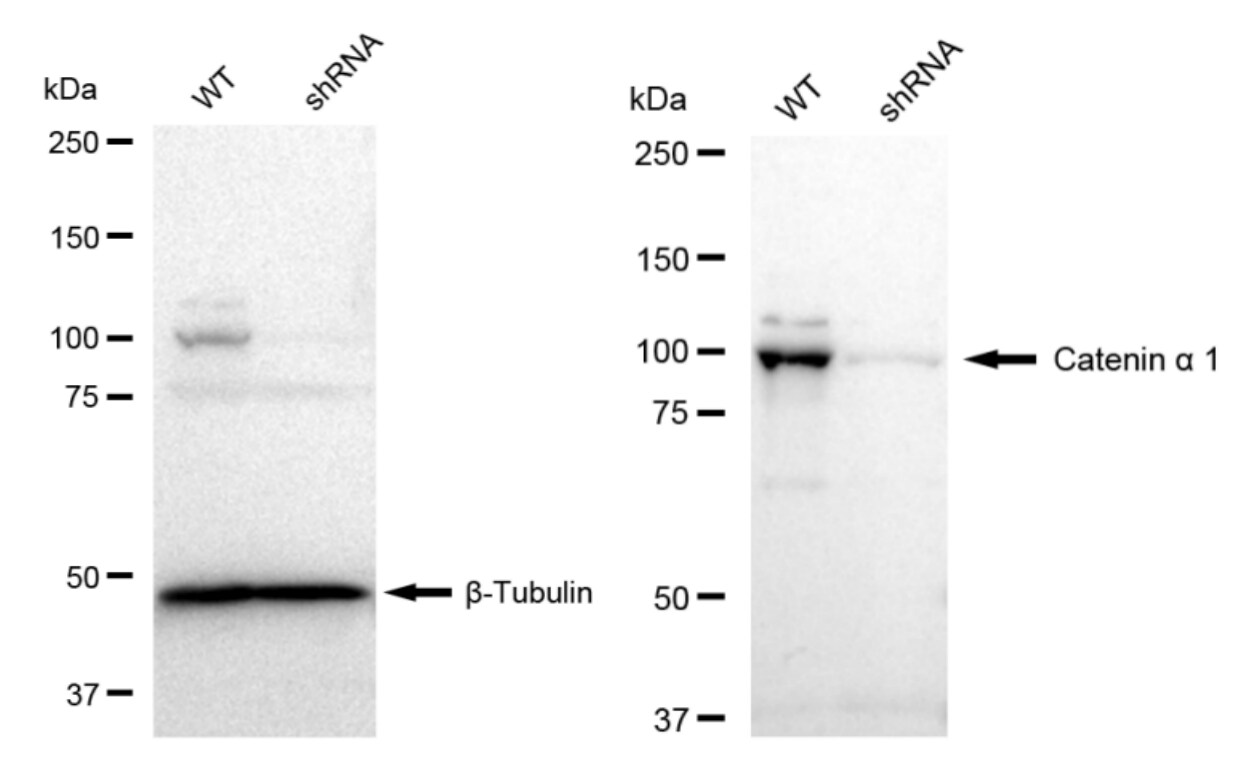 Catenin alpha 1 Antibody (23GB3335)