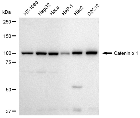 Catenin alpha 1 Antibody (23GB3335)