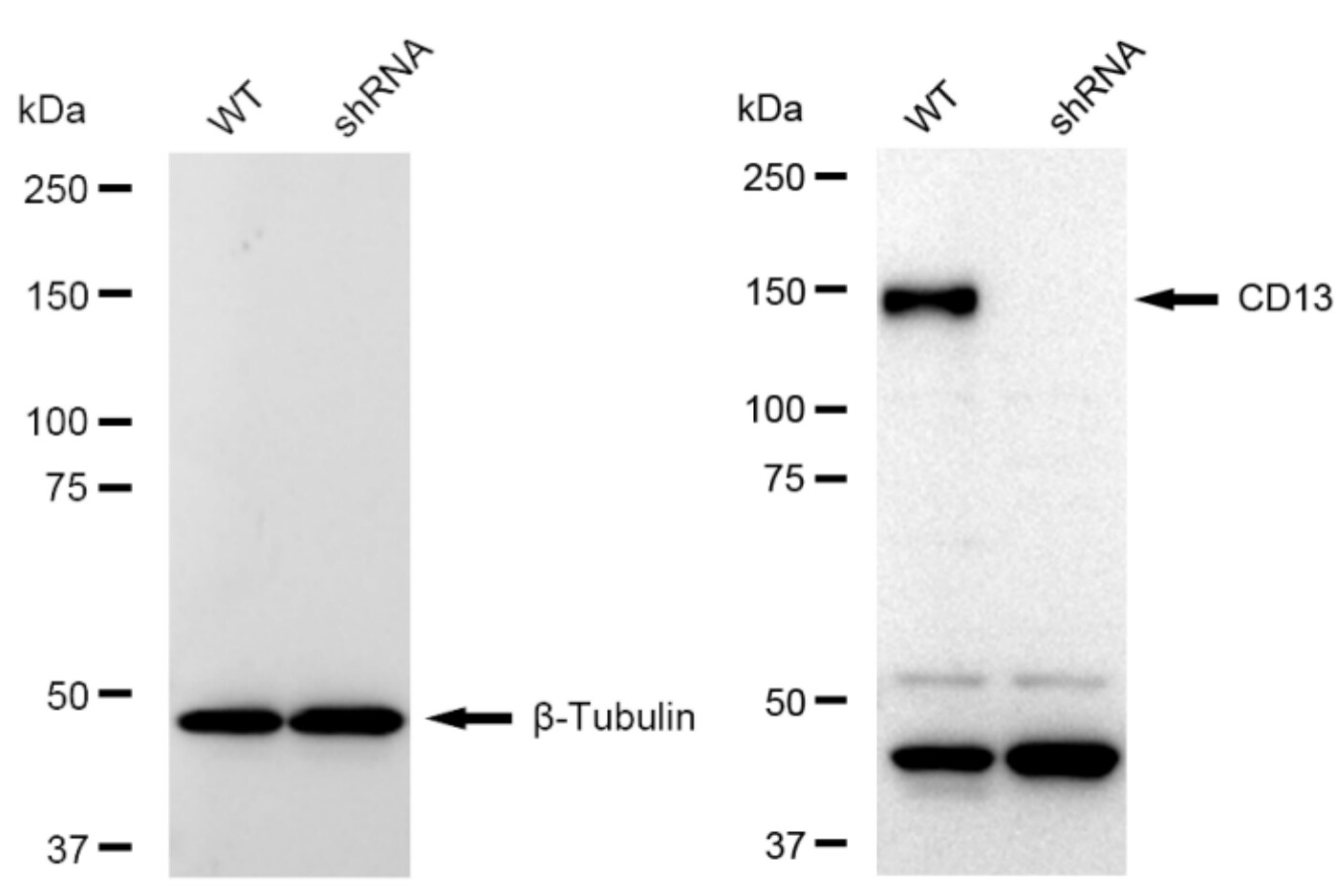 Aminopeptidase N/CD13 Antibody (23GB3360)