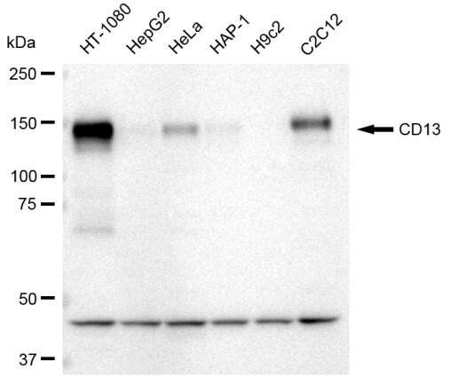 Aminopeptidase N/CD13 Antibody (23GB3360)