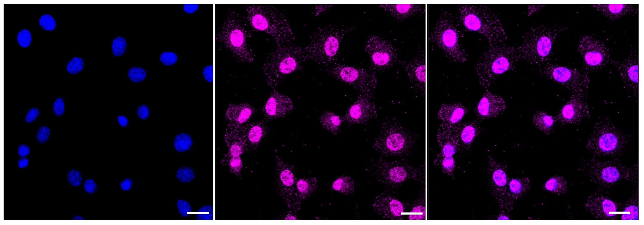 Caspase-3 Antibody (23GB3310)