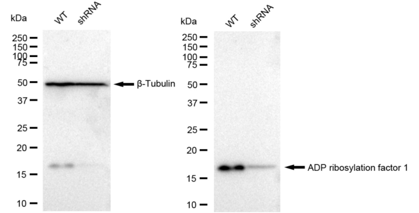ARF1 Antibody (23GB3155)